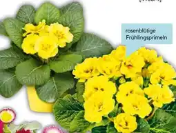 Hellweg Plantiflor Primel Angebot