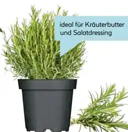 Hellweg Plantiflor Italienische Kräuter Angebot