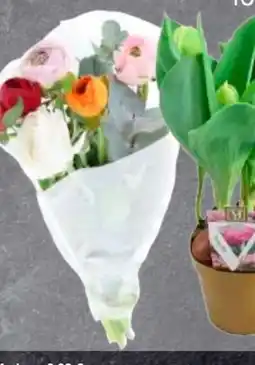Edeka Pfingstrosen Tulpen Angebot