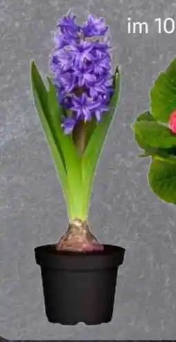 Edeka Hyazinthen Angebot