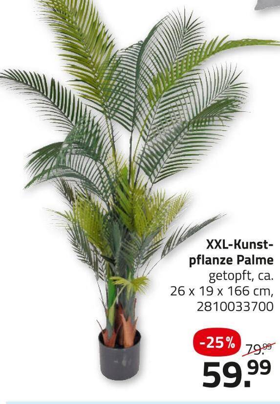 Xxl-kunstpflanze palme Angebot bei ROLLER