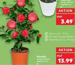 Kaufland Kamelie Angebot