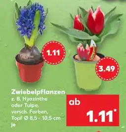 Kaufland Zwiebelpflanzen Angebot