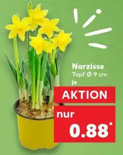 Kaufland Narzisse Angebot