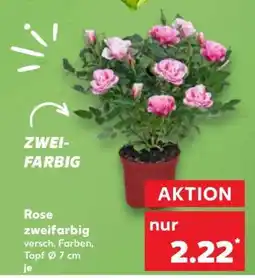 Kaufland Rose, zweifarbig Angebot