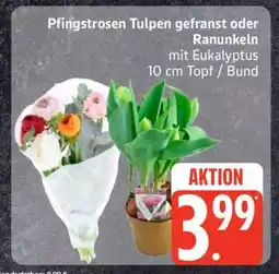 Edeka Pfingstrosen Tulpen gefranst oder Ranunkeln mit Eukalyptus Angebot