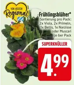 Edeka Frühlingsblüher Angebot