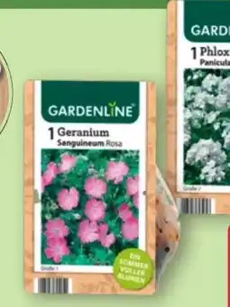 Aldi Nord Gardenline Stauden Angebot
