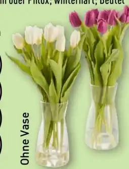 Aldi Nord Gardenline Tulpen Angebot