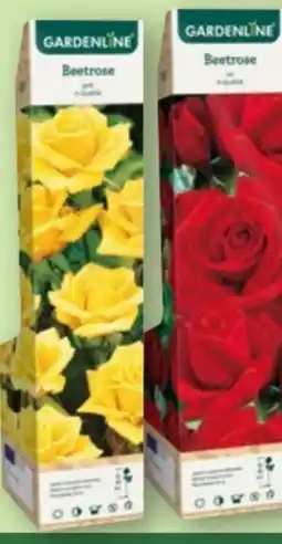 Aldi Nord Gardenline Edel-Kletterrose Angebot