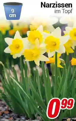 CENTERSHOP Narzissen Angebot
