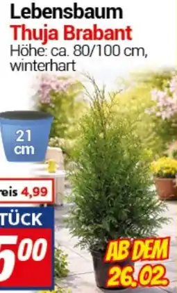 CENTERSHOP Lebensbaum Thuja Brabant Angebot