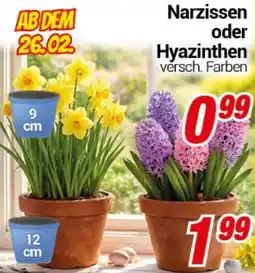 CENTERSHOP Narzissen oder Hyazinthen Angebot