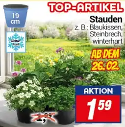 CENTERSHOP Stauden Angebot