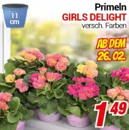 CENTERSHOP Primeln GIRLS DELIGHT Angebot