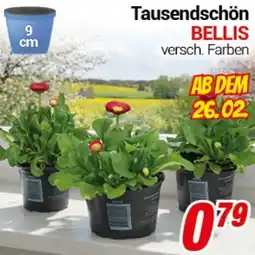 CENTERSHOP Tausendschön BELLIS Angebot