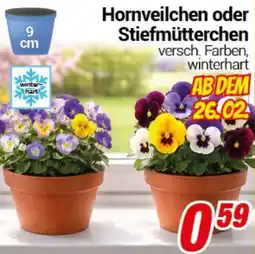 CENTERSHOP Hornveilchen oder Stiefmütterchen Angebot