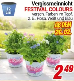 CENTERSHOP Vergissmeinnicht FESTIVAL COLOURS Angebot