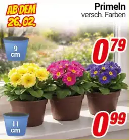 CENTERSHOP Primeln Angebot