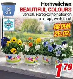 CENTERSHOP Hornveilchen BEAUTIFUL COLOURS Angebot