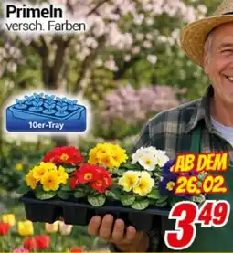 CENTERSHOP Primeln Angebot