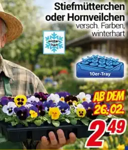 CENTERSHOP Stiefmütterchen oder Hornveilchen Angebot