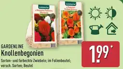 Aldi Nord GARDENLINE Knollenbegonien Angebot