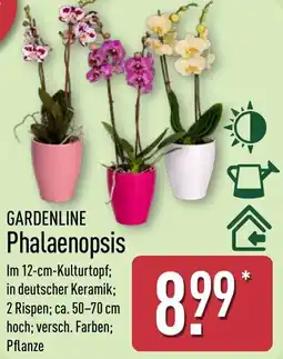 Aldi Nord GARDENLINE Phalaenopsis Angebot