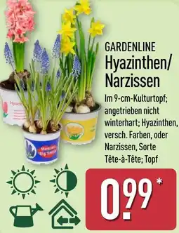 Aldi Nord GARDENLINE Hyazinthen/ Narzissen Angebot