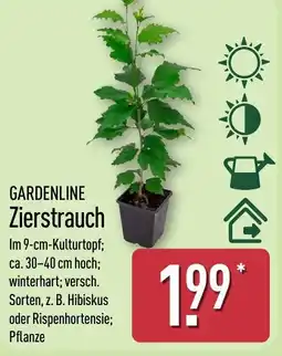 Aldi Nord GARDENLINE Zierstrauch Angebot