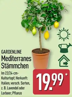 Aldi Nord GARDENLINE Mediterranes Stämmchen Angebot