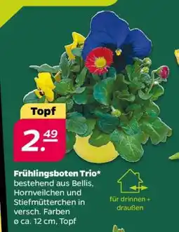NETTO Frühlingsboten Trio Angebot