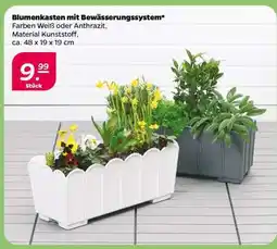 NETTO Blumenkasten mit Bewässerungssystem Angebot