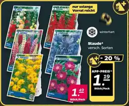 NETTO Staude Angebot