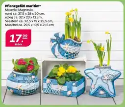 NETTO Pflanzgefäß maritim Angebot