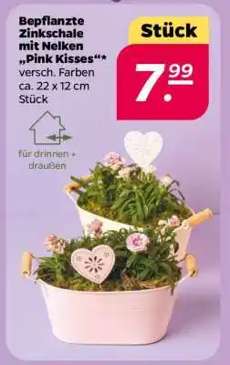 NETTO Bepflanzte Zinkschale, mit Nelken 'Pink Kisses' Angebot