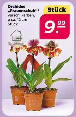 NETTO Orchidee 'Frauenschuh' Angebot