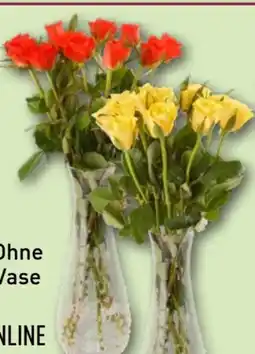 Aldi Nord Gardenline Rosenstrauß Angebot