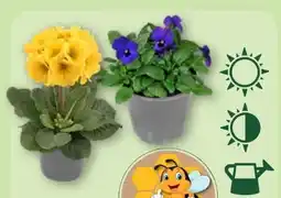 Aldi Nord Gardenline Frühlingsbeetpflanzen Angebot