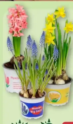Aldi Nord Gardenline Hyazinthen Angebot