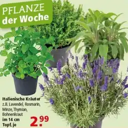 Multi Markt Italienische Kräuter Angebot
