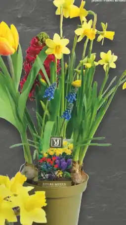 E-Center Blumenzwiebeln Mix Angebot