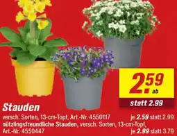 toom Baumarkt Stauden Angebot