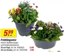 toom Baumarkt Frühlingsmix Angebot