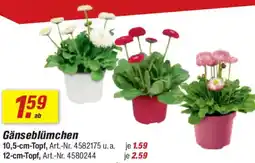 toom Baumarkt Gänseblümchen Angebot