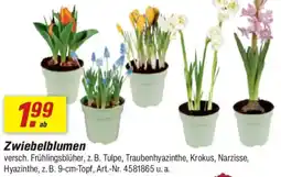 toom Baumarkt Zwiebelblumen Angebot
