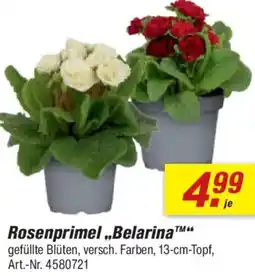 toom Baumarkt Rosenprimel Belarina Angebot