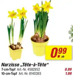 toom Baumarkt Narzisse „Tête-à-tête" Angebot