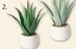 ROLLER Topfpflanze Angebot