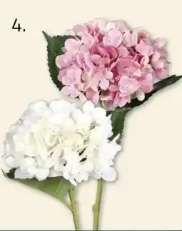 ROLLER Hortensie Angebot